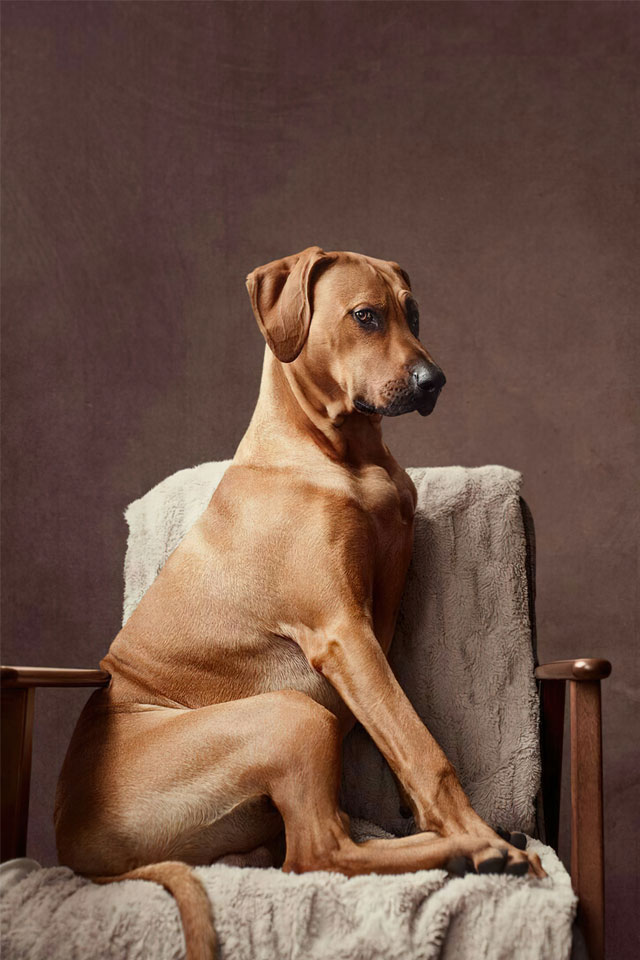 photo of Rhodesian Ridgeback dog sitting regally in a large wooden chair on a draped, grey throw rug against a brown backdrop