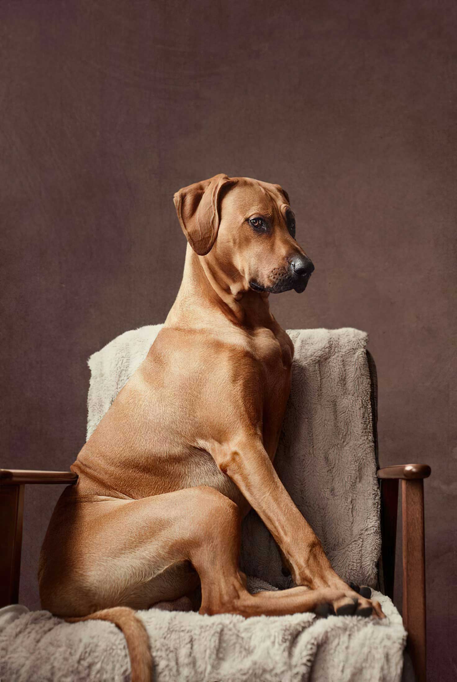 photo of Rhodesian Ridgeback dog sitting regally in a large wooden chair on a draped, grey throw rug against a brown backdrop
